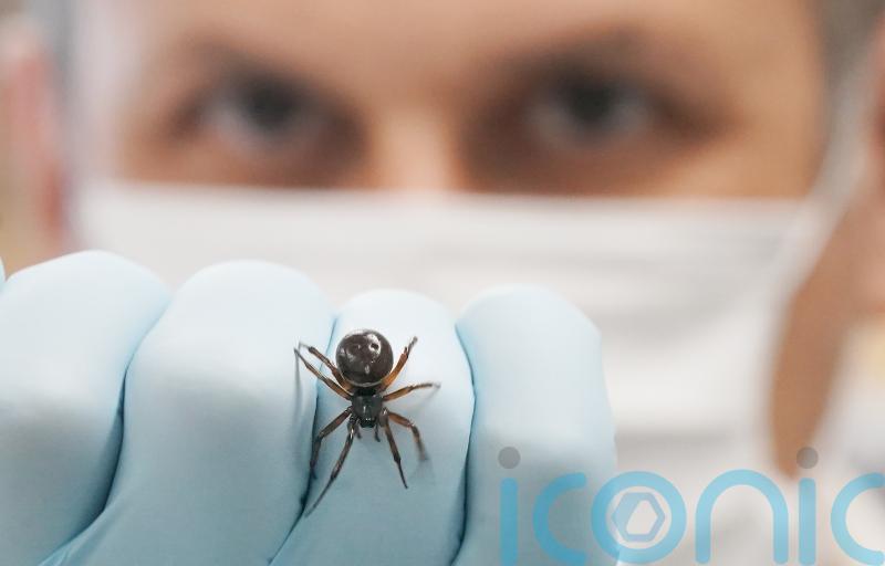 Noble false widow spider captures bat in the UK