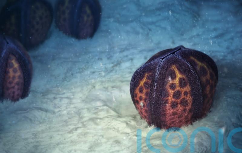 Fossil shows starfish relative ‘lost its skeleton’ half a billion years ago