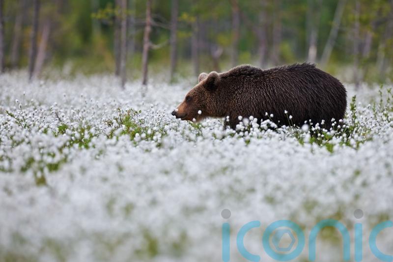 From brown bears to bison: 5 of the best places to see incredible wildlife this spring