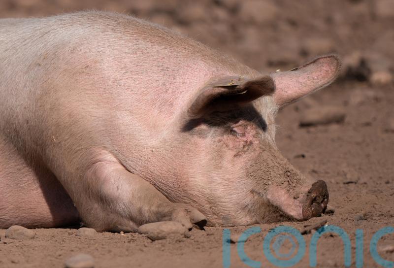Pig grunts translated into emotions for the first time – study