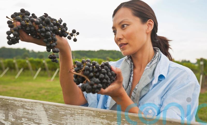 Women in wine: 6 top drops to toast International Women’s Day