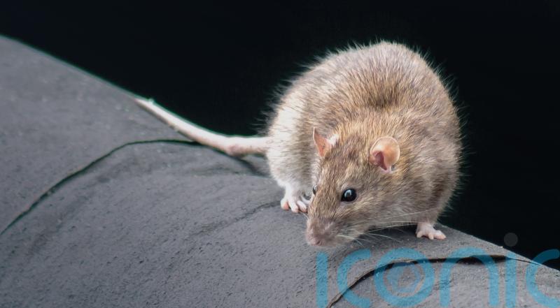 Surge in reports of rats and mice as businesses reopen, data suggests