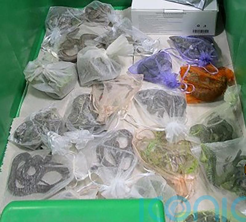 US border officers find 52 reptiles hidden in man’s clothing