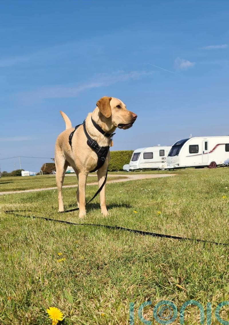 Dog turning on kitchen tap among more unusual canine-related insurance claims