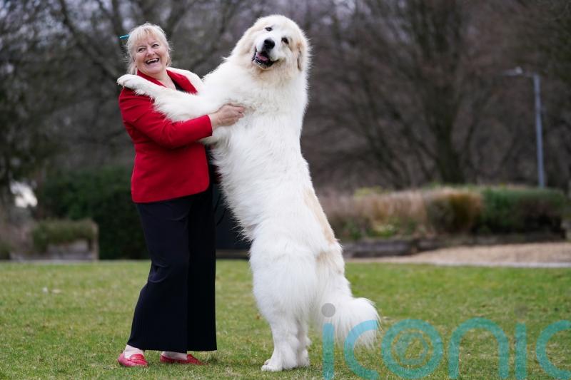 Dressed-up dogs return to Crufts after last year’s Covid-19 cancellation