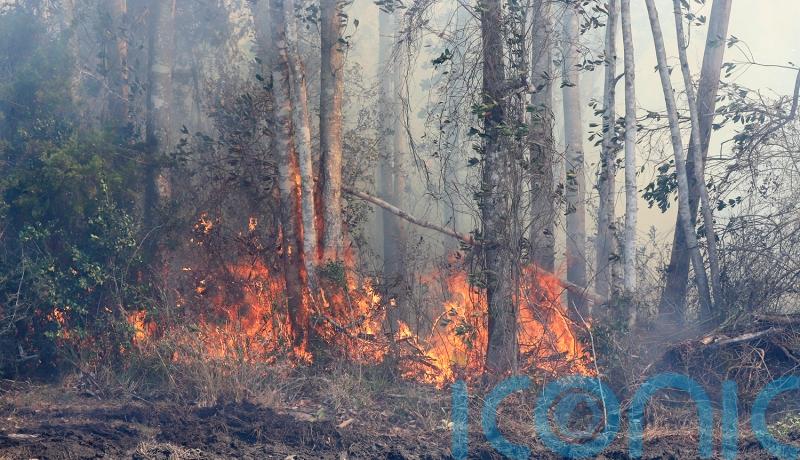 Rainfall eases wildfire threat in Florida but officials urge caution