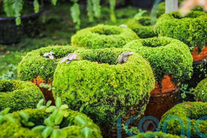 How to make your garden more tactile to boost your wellbeing
