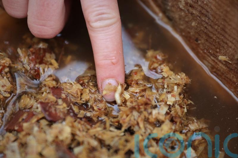 Pine hoverfly larvae released in Cairngorms to boost numbers