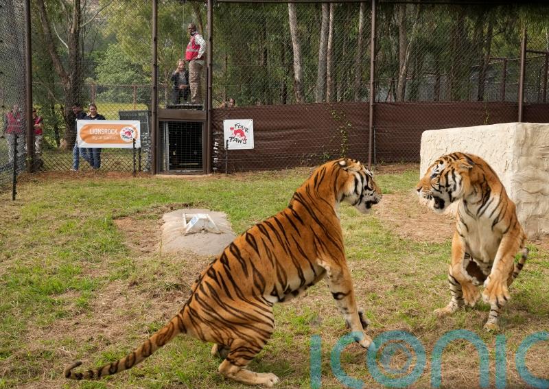 Tigers rescued from Argentina get new home in South Africa