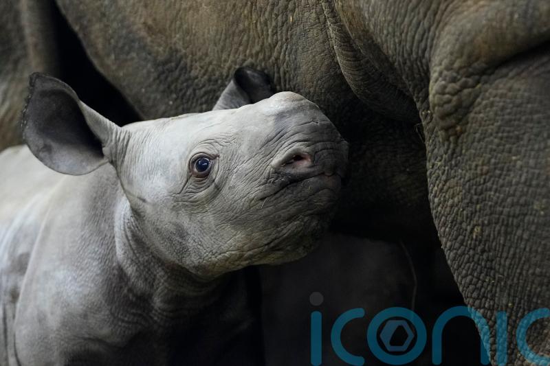 Endangered baby rhino born at Czech zoo is named Kyiv in honour of Ukraine