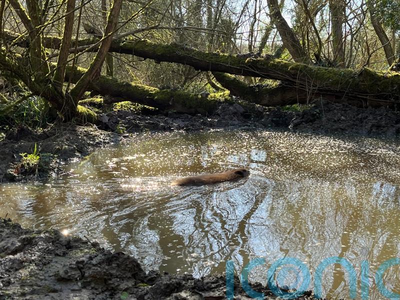 Beavers make a splash with return to London after more than four centuries