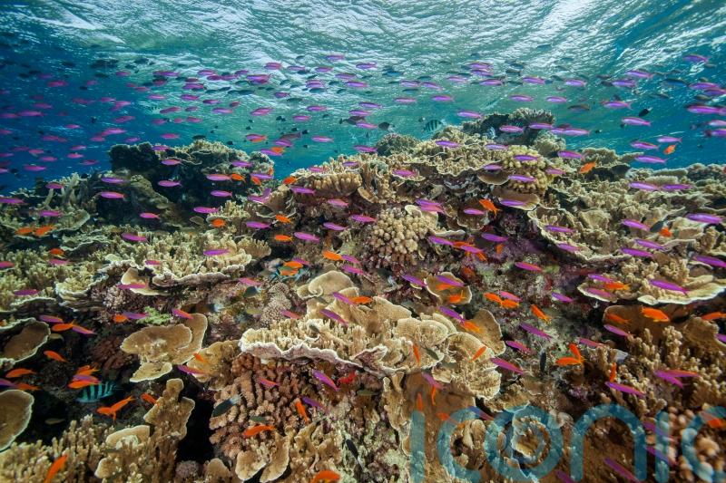 Great Barrier Reef hit by widespread coral bleaching