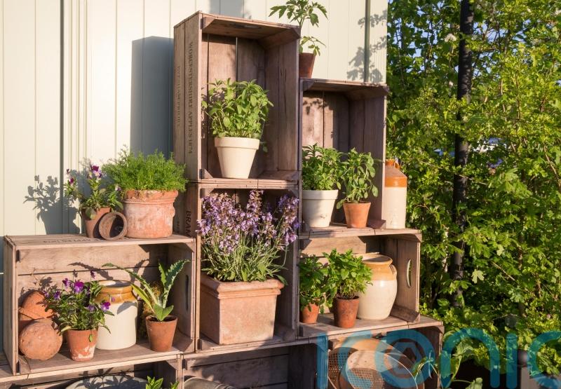 How to use vertical space to grow edibles in a small garden