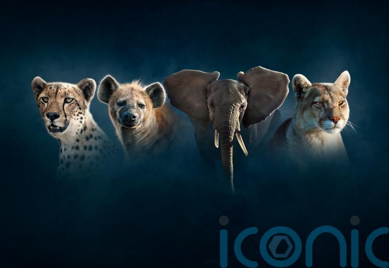 From snow-capped mountains to vast savannahs – how to meet the stars of Dynasties II