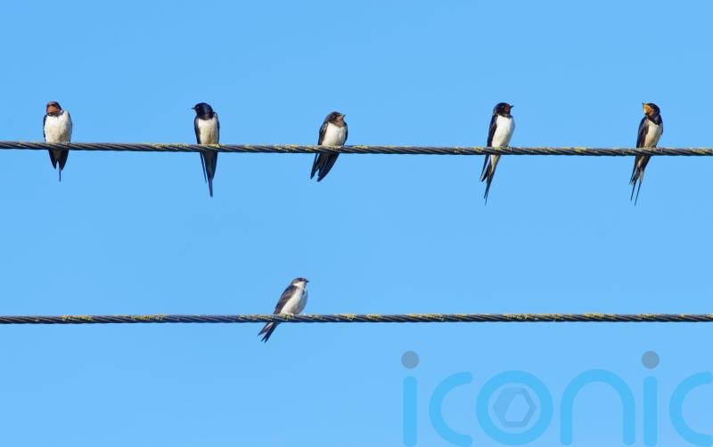People urged to create habitat for insects to help swallows, swifts and martins