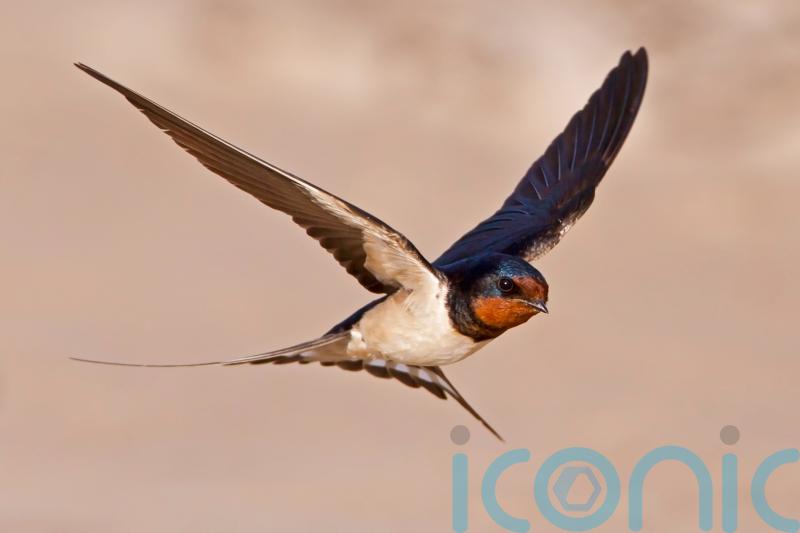 How gardeners can help save swifts, house martins and swallows