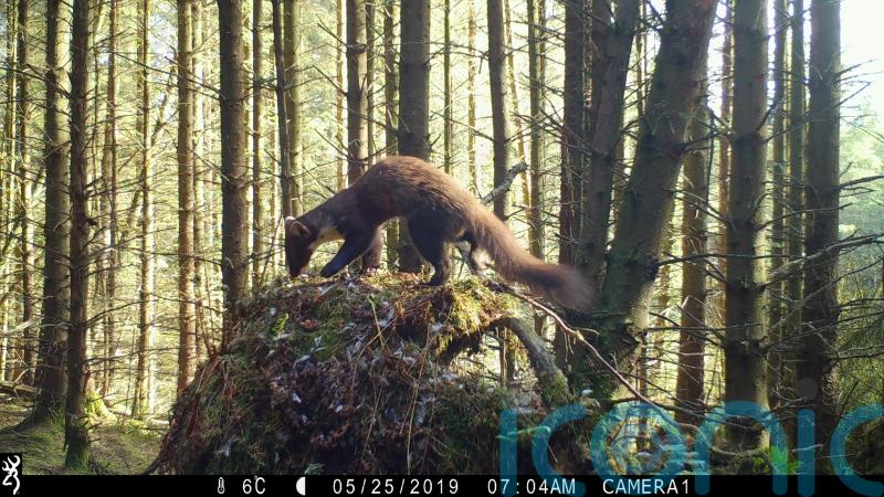 New study to boost elusive pine martens in England’s biggest forest
