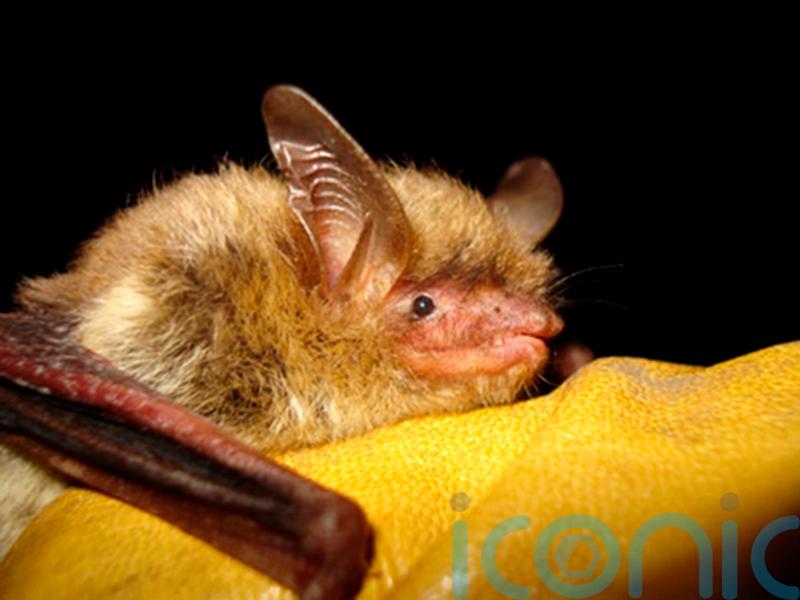 Endangered species status proposed for fungus-ravaged bat in US