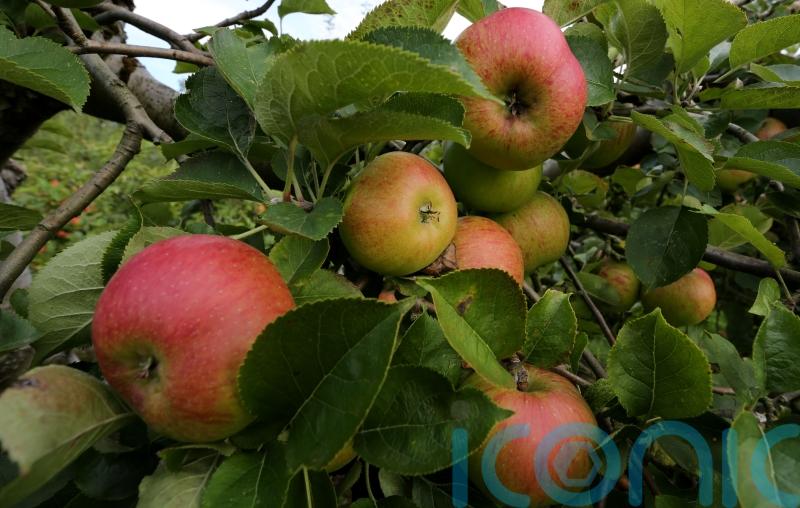 Modern apples bigger and less acidic than their wild ancestors – study