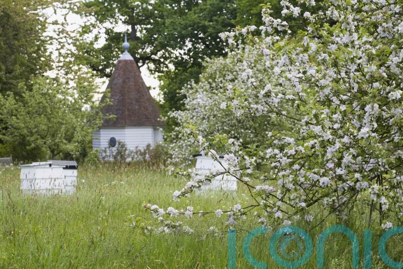 ‘More than 80% of traditional orchards lost’ in England and Wales since 1900