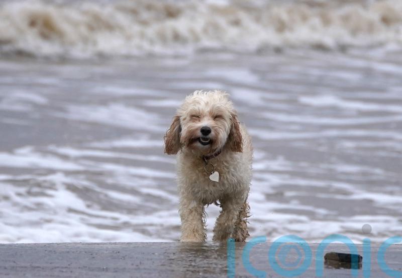 Behaviour like tail-chasing ‘more common in dogs with first-time owners’