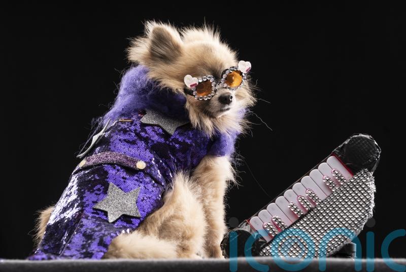 Elton John superfan toasts the Rocket Man’s 75th birthday with help of lookalike Pomeranian pooch who dresses up like the star