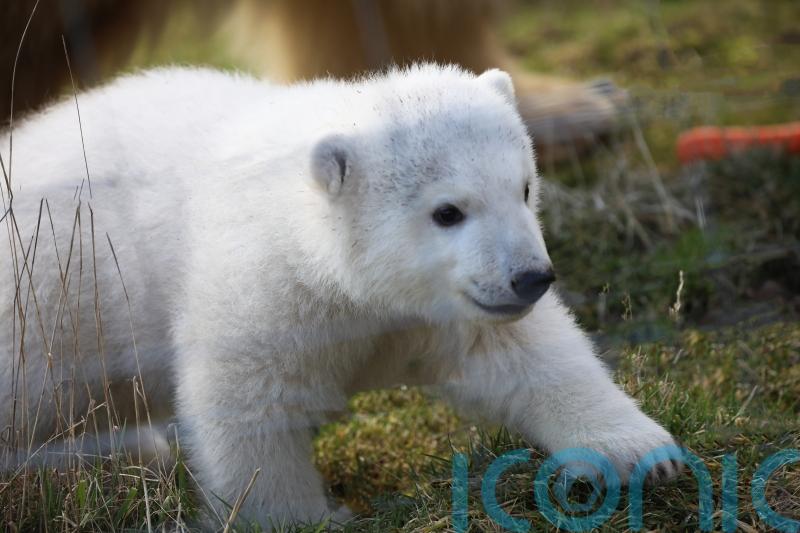 Meet Brodie: Name of polar bear cub born at Highlands wildlife park is revealed