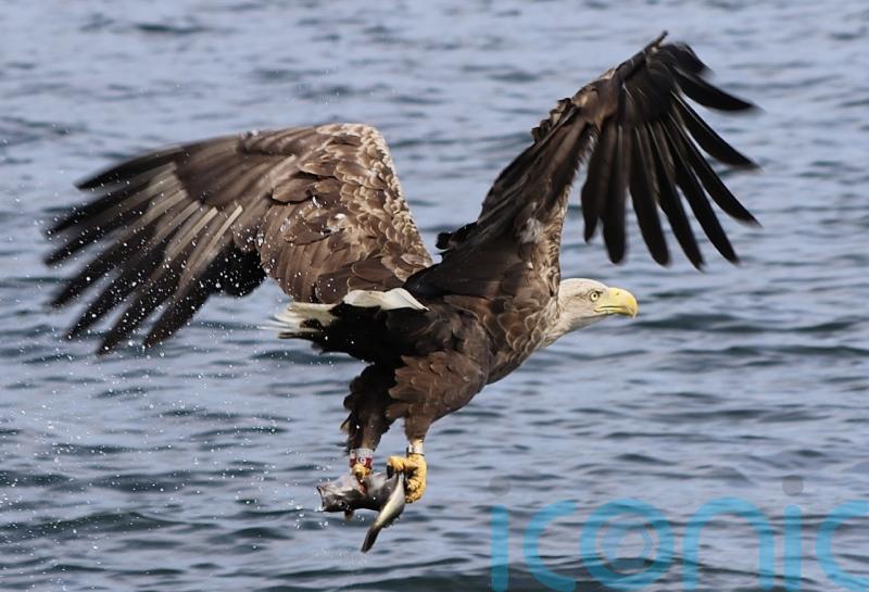 Sea eagle tourism generates economic benefit for Scottish island, study shows