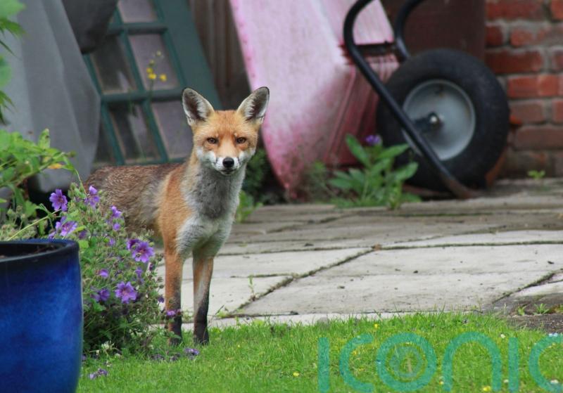 Why foxes, wasps, fungi and flies can all be good for the garden