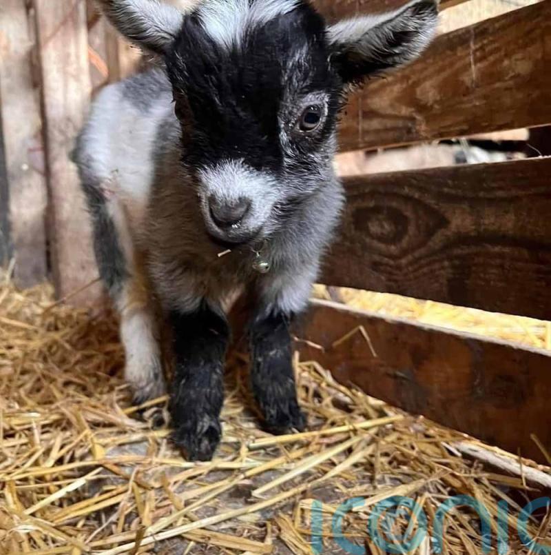 Care home worker brings animal magic to her workplace to mark start of spring by inviting a herd of Pygmy goats to visit elderly residents
