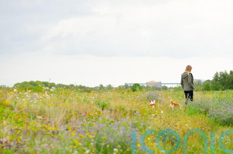 Application to build theme park on designated wildlife site withdrawn – for now