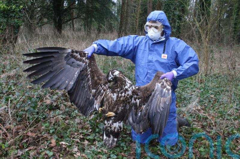 Police to take no further action over ‘inconclusive’ death of white-tailed eagle