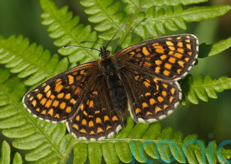 Butterflies have poor year in 2021 – but some threatened species fare better