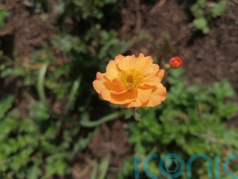 First spring flower count at RHS Bridgewater finds 100 different plants in bloom