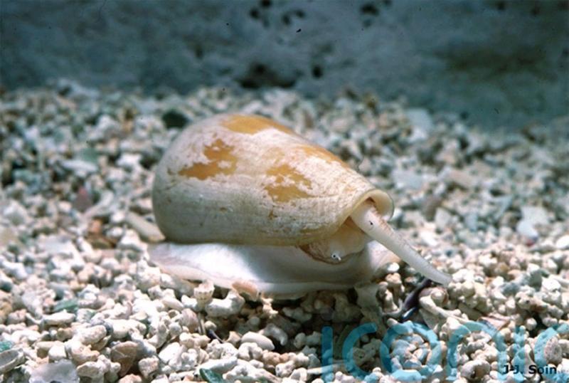 Venom from sea snails could hold key to future painkillers