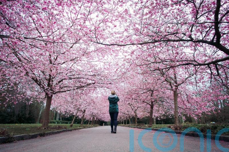 Cherry blossom season: Surprising places to see beautiful blooms when Tokyo is not an option