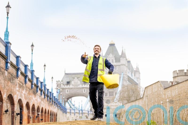Ocean of flowers to fill Tower of London moat as Superbloom field sowing begins