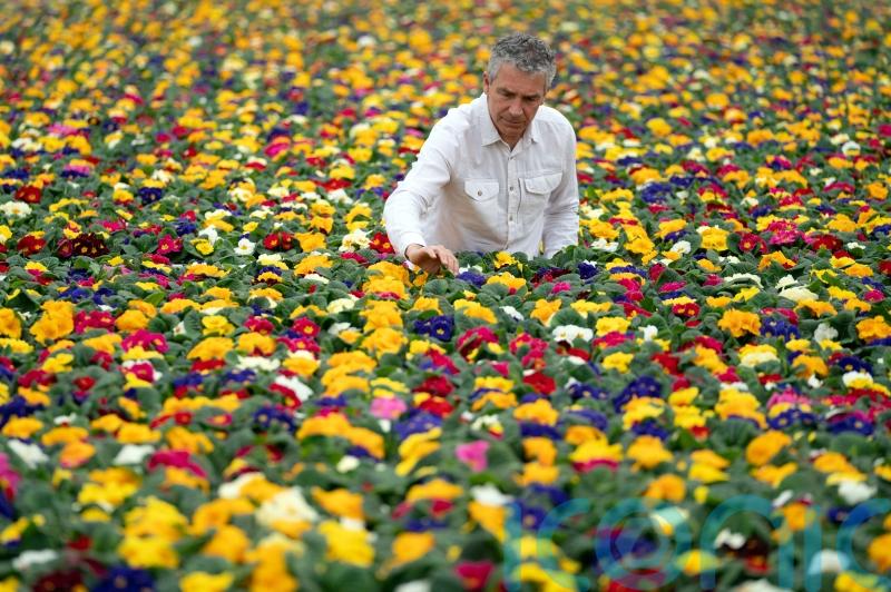Tesco pledges to remove all peat from bedding plants by 2023