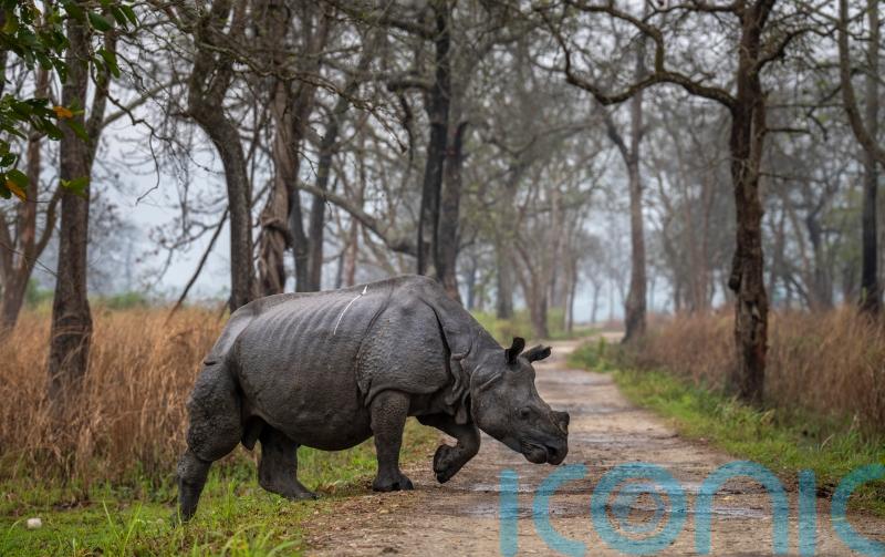 Anti-poaching efforts help boost rare rhino numbers in India