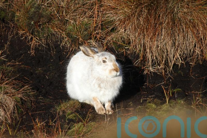 Low numbers of mountain hares in England’s only population, study finds