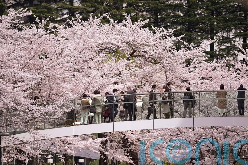 Japan celebrates cherry blossoms season without Covid-19 restrictions