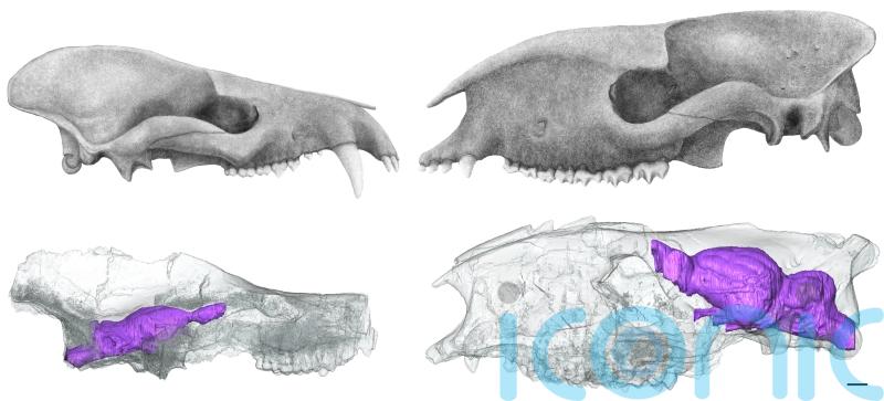 Mammals put brawn before brains after dinosaur extinction – study