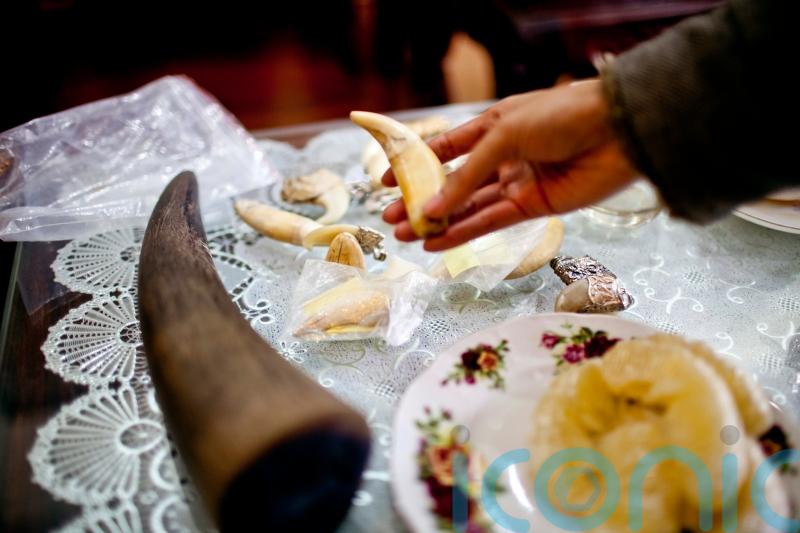 Online wildlife trade on the rise in Myanmar, WWF report says
