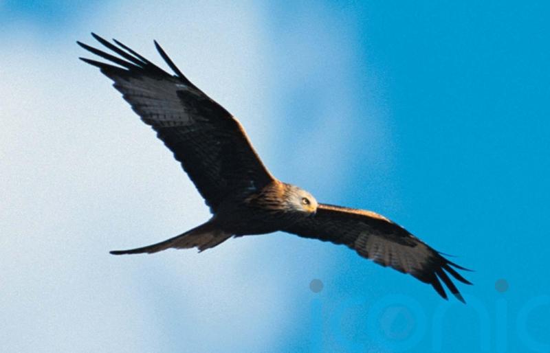 Wildlife crime in Scotland on the rise, latest figures show