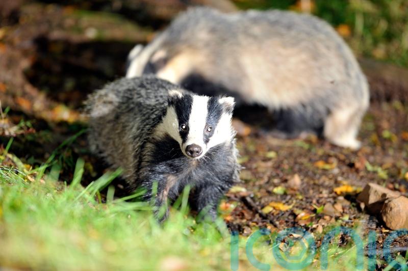 Election candidates must commit to action on animal welfare, charity says