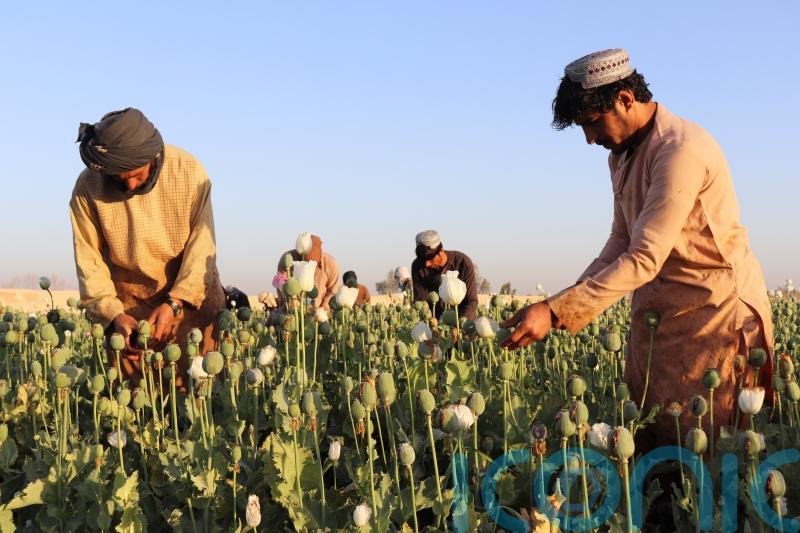 Taliban announces ban on poppy production in Afghanistan