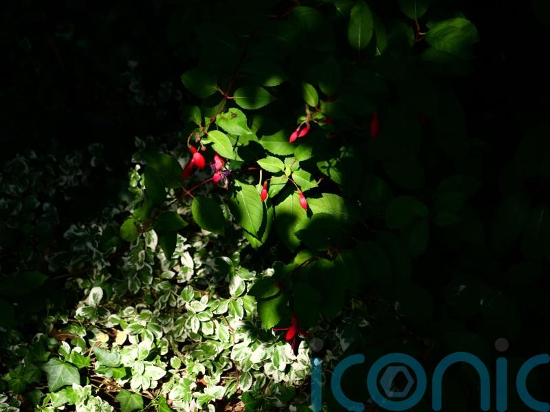 Shade-loving plants: 5 ways to bring dark corners to life in your garden