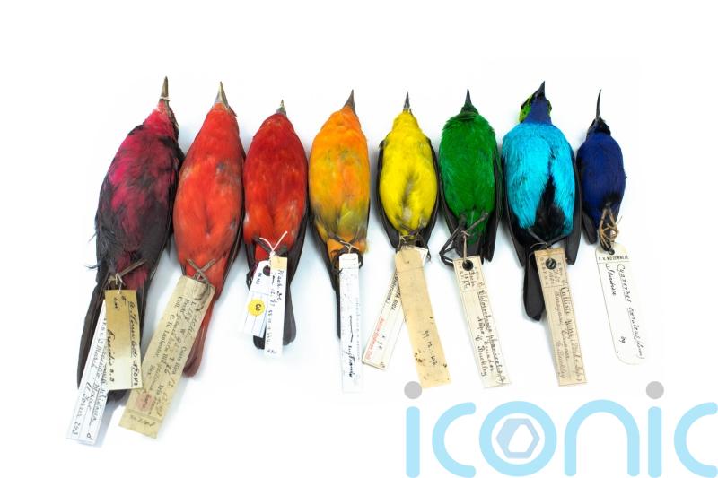 Study finally proves birds are more colourful near the Equator