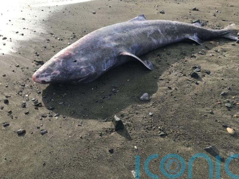 Post mortem of ‘extraordinary’ Greenland shark reveals it had meningitis