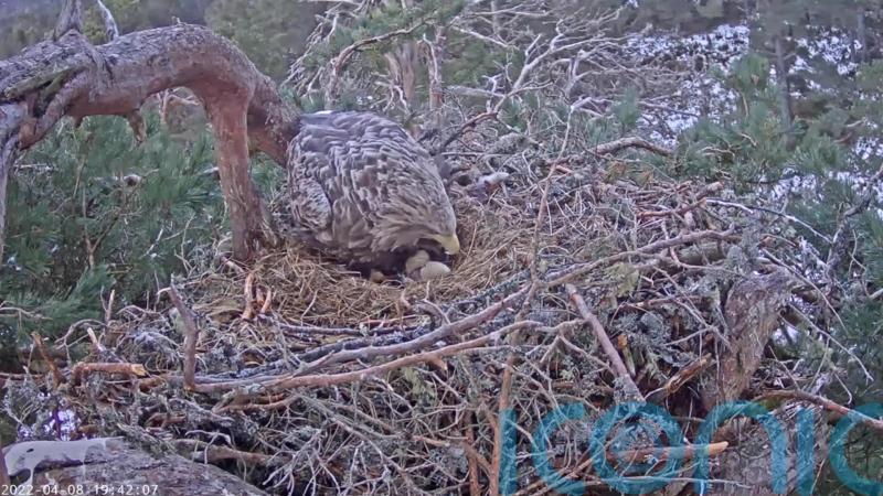 UK first as hidden camera captures wild white-tailed eagle egg hatching